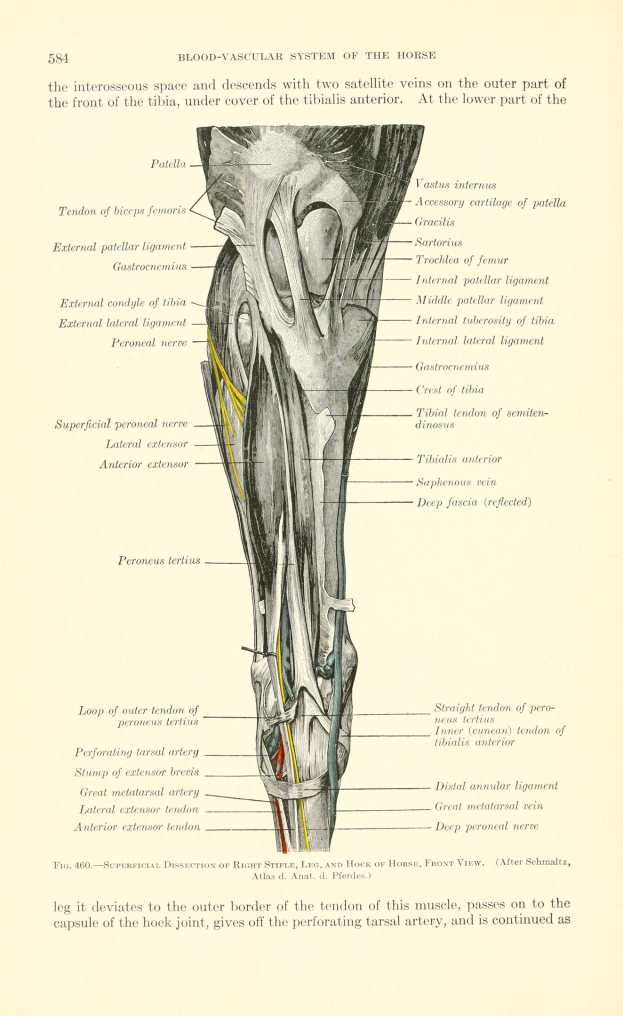 Diagramm der Beinanatomie, das sich auf das Schien- und Wadenbein konzentriert, mit Text, der Muskeln und Bänder des Knies beschreibt, auf altem Papier.