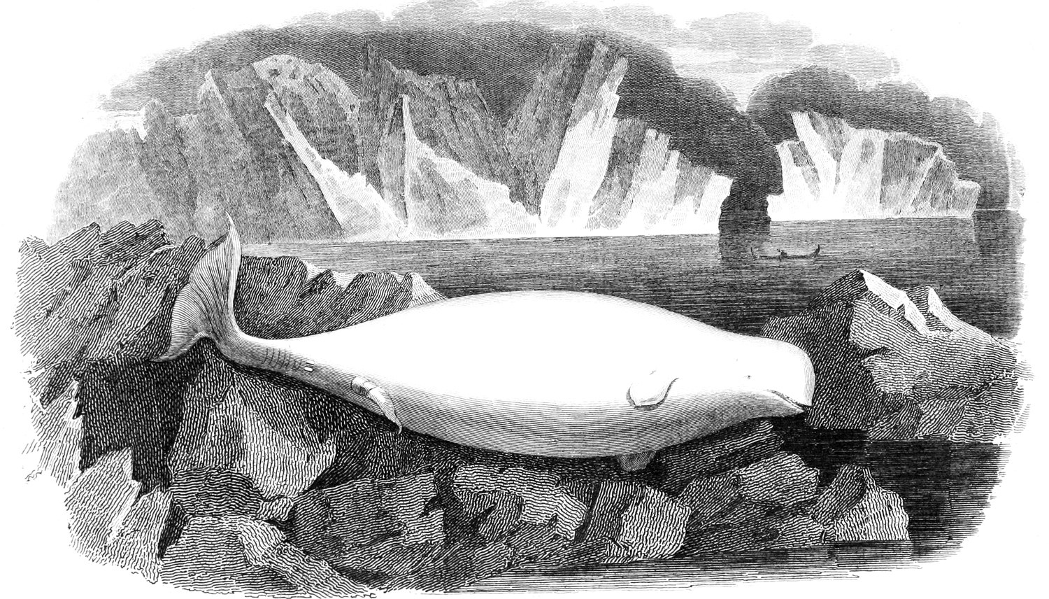 Schwarze und weiße Zeichnung eines Wals auf einem Felsen in eisigen Gewässern mit Eisbergen im Hintergrund und Text unten.