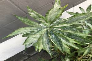 Nahaufnahme einer Cannabispflanze in einem Topf auf einem Bürgersteig, mit einer Wand im Hintergrund, die üppige grüne Blätter und einen dicken Stamm zeigt.