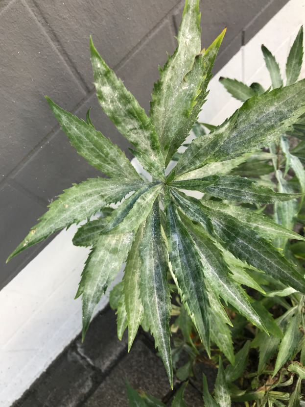 Nahaufnahme einer Cannabispflanze in einem Topf auf einem Bürgersteig, mit einer Wand im Hintergrund, die üppige grüne Blätter und einen dicken Stamm zeigt.