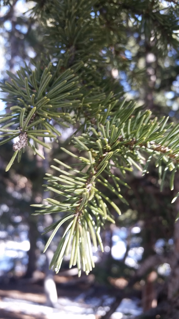 Nahaufnahme eines üppigen, grünen Fichtenzweigs mit sichtbaren Nadeln, vor leicht unscharfem Hintergrund.