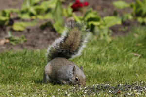 Ein Eichhörnchen frisst Samen im Gras, mit Pflanzen und Blumen im Hintergrund.