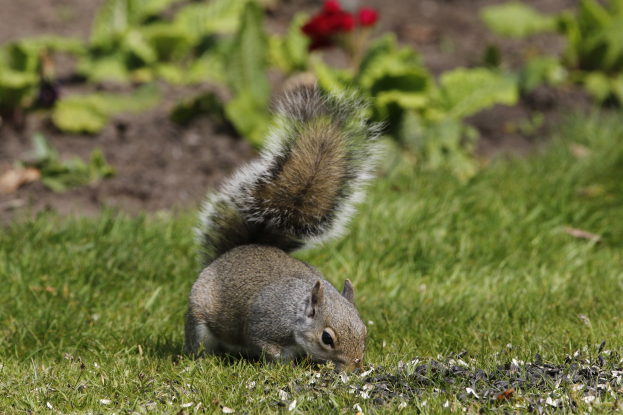 Ein Eichhörnchen frisst Samen im Gras, mit Pflanzen und Blumen im Hintergrund.