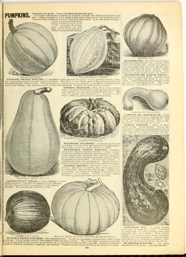 Ein aufgeschlagenes Buch, das eine Vielfalt an Kürbissen und Gurken in verschiedenen Größen und Formen zeigt, mit geschwungener Schrift, die von einem dekorativen Rahmen umgeben ist.