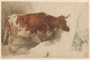 Eine braune und weiße Kuh steht aufrecht mit erhobenem Kopf und aufgestellten Ohren neben einer anderen Kuh, die wegschaut, beide auf einem Papier mit Text.