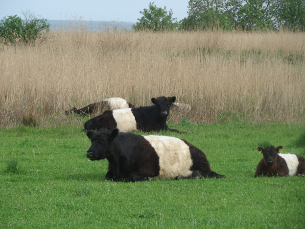 Eine Herde Galloway-Rinder liegt auf einer grünen Wiese mit hohem Gras und Bäumen im Hintergrund unter einem klaren blauen Himmel.
