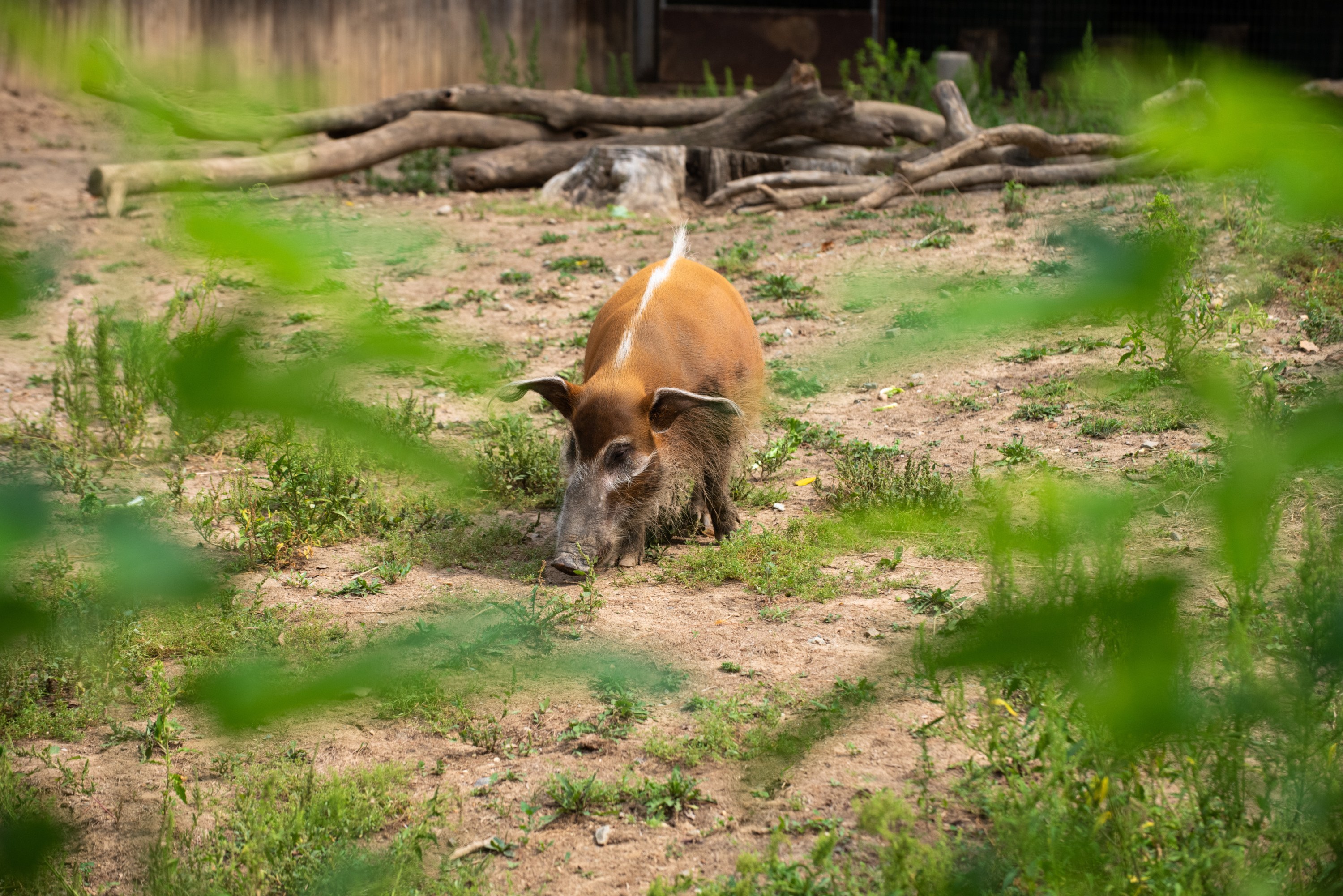 Ein Wildschwein steht im Dreck neben einem Zaun, umgeben von Gras und Pflanzen, mit Holzstämmen und einer Wand im Hintergrund.