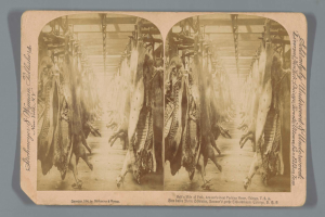 Ein Schwarz-Weiß-Foto einer Gruppe von Tieren, die von der Decke eines Schlachthofs hängen, mit einem Text auf einem Blatt Papier vor ihnen.