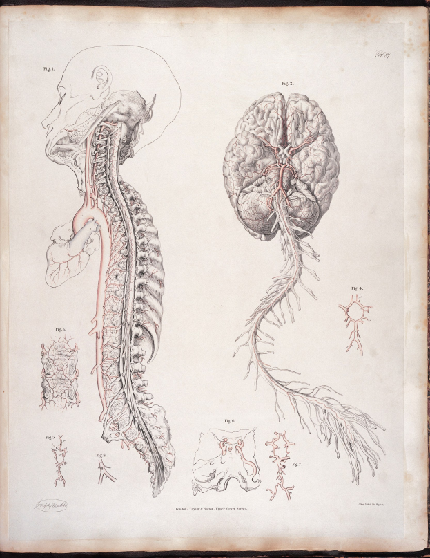 Ein offenes altes Buch mit einer detaillierten anatomischen Zeichnung eines menschlichen Gehirns und einer Wirbelsäule mit ausstrahlenden Nerven und Arterien, vor klassischer Typografie.