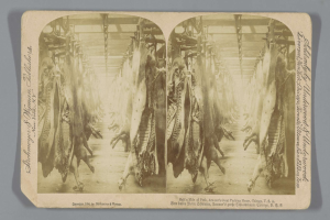 Schwarzes und weißes Foto einer langen Reihe von Schweinekarrees, die von der Decke eines Schlachthofs hängen, mit Text auf einem Papier davor.