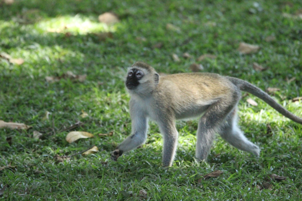Ein Vervet-Affe, der über ein grünes Feld mit Gras und trockenen Blättern läuft.