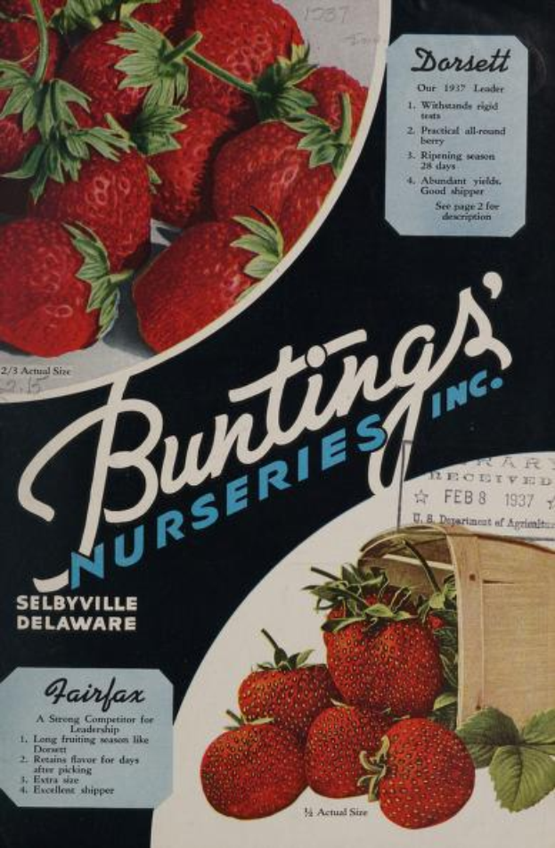 Eine Werbung aus dem Jahr 1937 für Bunting's Nurseries, Inc. mit einem überquellenden Korb voller reifer, roter Erdbeeren und dem Namen des Unternehmens in fetter, weißer Schrift, vor einem gedämpften Farbpalett von Blauen, Grünen und Gelben.