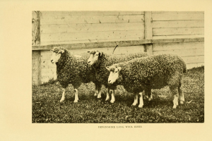 Drei Schafe nebeneinander in einer grünen Wiese mit einem hölzernen Zaun dahinter und Text unten im Bild.