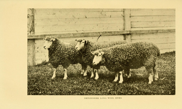 Drei Schafe nebeneinander in einer grünen Wiese mit einem hölzernen Zaun dahinter und Text unten im Bild.