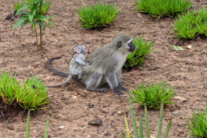 Ein Grüner Meerkatzer Affe und sein Baby sitzen auf dem Boden umgeben von Pflanzen, wobei die Mutter das Baby nah an ihre Brust hält und beide neugierige Ausdrücke zeigen.