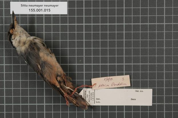 Ein toter Vogel mit einer Markierung "Sitta neumayer neumayer" auf einem Tisch, begleitet von zwei Papieren mit Text.