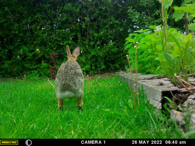 Ein Kaninchen steht im Gras neben einem Holzzaun, mit Pflanzen und Bäumen im Hintergrund; Text ist unten im Bild sichtbar.